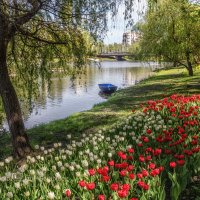 Тюльпановый ландшафт :: Игорь Сарапулов