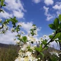 Цветет слива :: Tata Wolf