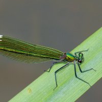 немного про стрекоз 9 :: Александр Прокудин