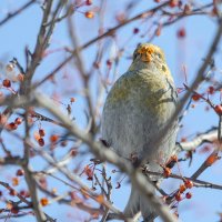 Щур. :: Виктор Иванович Чернюк