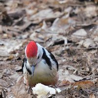 Средний пёстрый дятел :: Лина Средний пёстрый дятел :: Лина