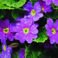 Красота в саду :: Людмила Смородинская