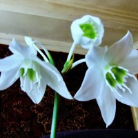 Эухарис зацвёл :: Людмила Смородинская Эухарис зацвёл :: Людмила Смородинская