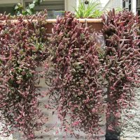 Мармарис июнь Турция :: Елена Шаламова Мармарис июнь Турция :: Елена Шаламова