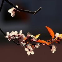 Весна на веточке :: Юрий. Шмаков