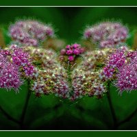 Цветочная фантазия :: Владимир Кроливец Цветочная фантазия :: Владимир Кроливец