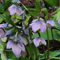 Морозник :: Рита Симонова