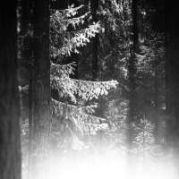 лес :: александр 