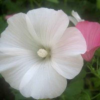 Лаватера :: Елена Семигина Лаватера :: Елена Семигина