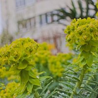 молочай :: Giant Tao /