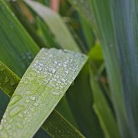 Кому роса ,а кому и божья краса . :: Giant Tao /