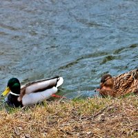 Весна... все по парам... :: Светлана 