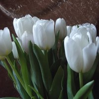 Тюльпаны :: Freddy 97