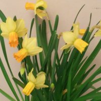 Цветы в подарок! :: Светлана Хращевская