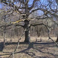 Скамеечка под дубами :: Игорь Ч. Скамеечка под дубами :: Игорь Ч.