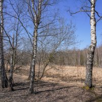 Палитра апреля... :: Владимир Жданов Палитра апреля... :: Владимир Жданов