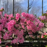 Цветущие субтропики. :: Ольга 