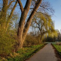 У тополей... :: Николай Гирш