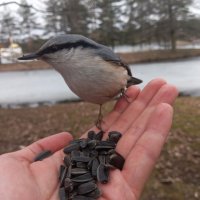 Поползень :: Сапсан 