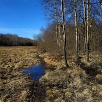 Апрель  как он есть в Лосином острове. А лужу я всегда найду :-) :: Андрей Лукьянов