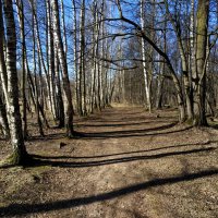 Апрель как он есть в Лосином острове :: Андрей Лукьянов Апрель как он есть в Лосином острове :: Андрей Лукьянов