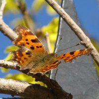 Первые бабочки ! :: Елена Шаламова