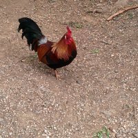 Красавчик :: Светлана Хращевская Красавчик :: Светлана Хращевская