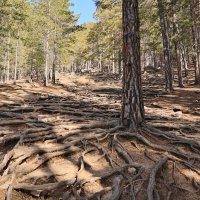 Сосны по дороге на смотровую площадку :: Александр Ш