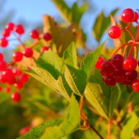 Калина красная :: Олег Зоркий