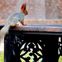 Шкодница... :: Николай Саржанов