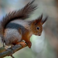 ...в тени спокойней ... :: Andrey Bragin 