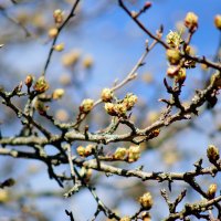 природа начала апреля 2 :: Александр Прокудин природа начала апреля 2 :: Александр Прокудин