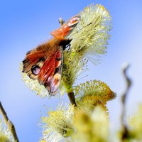 природа начала апреля 4 :: Александр Прокудин