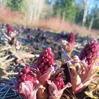 Белокопытник :: Сапсан 