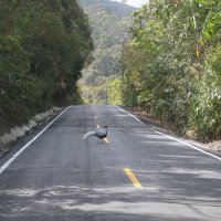 "Петушок - золотой гребешок". :: unix (Илья Утропов)