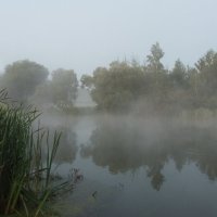 Туманное утро. :: Владимир Безбородов