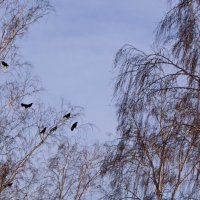 Гнездование. :: сергей ермошкин