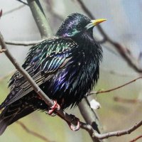 Красавчик :: Людмила Смородинская Красавчик :: Людмила Смородинская