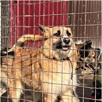 Один из жителей приюта. :: Валерия Комова