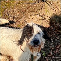 Каспер. :: Валерия Комова Каспер. :: Валерия Комова