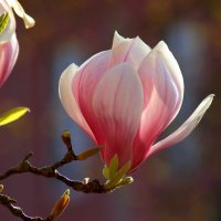 Радуют красотой магнолии :: Юрий. Шмаков