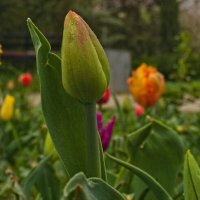 Будущий тюльпан :: Giant Tao /