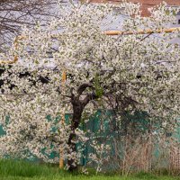 вишня :: Игорь Сикорский