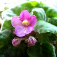 Новая жизнь :: Елена Семигина