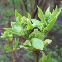 В апреле месяце :: Елена Семигина