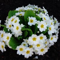 Примула :: Рита Симонова Примула :: Рита Симонова