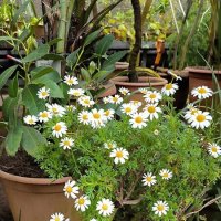 Такие милые ромашки! :: Ольга Такие милые ромашки! :: Ольга