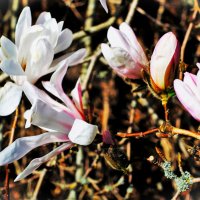 Магнолия звёздчатая(Magnolia stellata) :: Aida10 