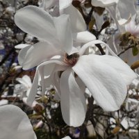 Белой магнолии нежность... :: Галина 