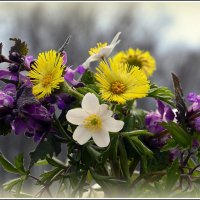 Первенцы Весны :: Aleksandr Gal